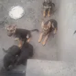 Mbwa wa Kike wa Kijerumani Mzazi, Miezi 3-6 - 1