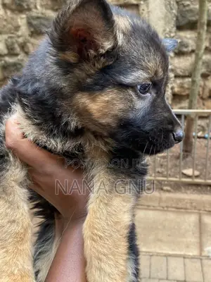 Kafara Mchanganyiko wa German Shepherd, Miezi 1-3
