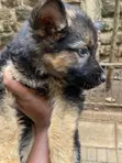 Kafara Mchanganyiko wa German Shepherd, Miezi 1-3 - 1