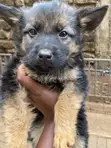Kafara Mchanganyiko wa German Shepherd, Miezi 1-3 - 2