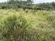 One Eighth Plots for Sale in Ngong - Matasia - 2
