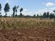 Vipande Bora vya Eka Moja Ngong - 2