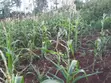 Viwanja vya Makazi Vya Nusu Eka Vinauzwa Ngong - Matasia - 2