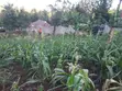 Viwanja vya Makazi Vya Nusu Eka Vinauzwa Ngong - Matasia - 3