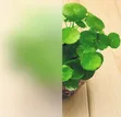 Frosted Privacy Film for Meeting Room Glass - 1