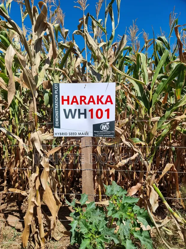 Quarter Acre Plot for Sale in Mitoone, Kiirua - 1