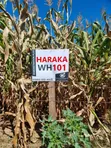 Quarter Acre Plot for Sale in Mitoone, Kiirua - 1