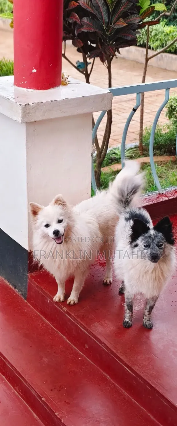 Female Japanese Spitz Puppy, 1-3 Months - 1