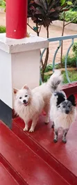 Female Japanese Spitz Puppy, 1-3 Months - 1