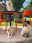 Female Japanese Spitz Puppy, 1-3 Months - 2