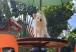 Female Japanese Spitz Puppy, 1-3 Months - 3