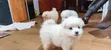 Female Japanese Spitz Puppy, 1-3 Months - 4