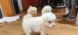 Female Japanese Spitz Puppy, 1-3 Months - 5