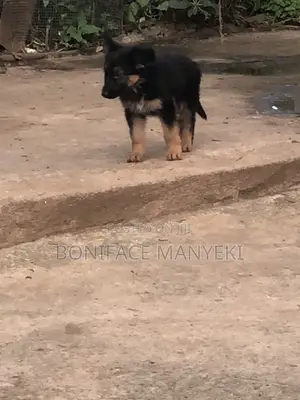 Purebred German Shepherd Puppy (3-6 Months)