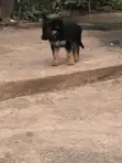 Mbwa Mwana wa German Shepherd Safi (Miezi 3-6) - 1