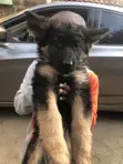 Mbwa Mwana wa German Shepherd Safi (Miezi 3-6) - 2