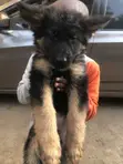 Mbwa Mwana wa German Shepherd Safi (Miezi 3-6) - 3