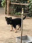 Mbwa Mwana wa German Shepherd Safi (Miezi 3-6) - 4