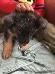 Mbwa Mwana wa German Shepherd Safi (Miezi 3-6) - 5