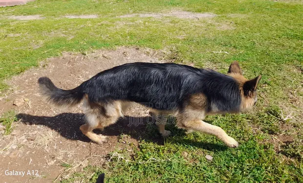 14 Month Male Purebred German Shepherd - Stud Only - 1