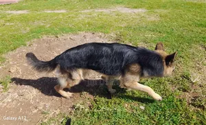 14 Month Male Purebred German Shepherd - Stud Only