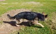 14 Month Male Purebred German Shepherd - Stud Only - 1