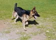 14 Month Male Purebred German Shepherd - Stud Only - 2