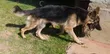 14 Month Male Purebred German Shepherd - Stud Only - 3