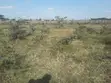 Prime One Acre Plots for Sale in Ongata Rongai - 5