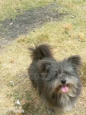 Male Mixed Breed Chihuahua, 6-12 Months