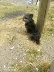 Male Mixed Breed Chihuahua, 6-12 Months - 2