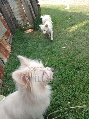 Purebred Chihuahua, 1+ Year Male