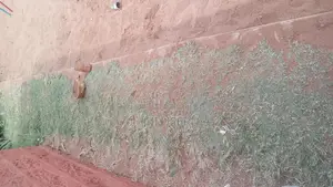 Kiwanja Bora cha Makazi kwa Uuzaji - Saika