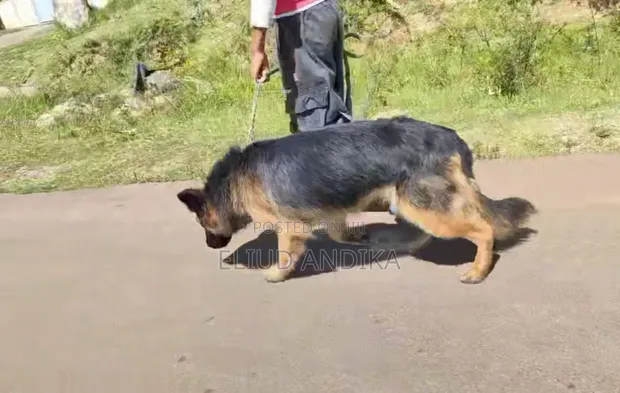 Huduma za Mafunzo ya Mbwa - 1