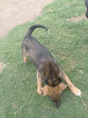 1-3 Month Male Mixed Breed German Shepherd Puppy