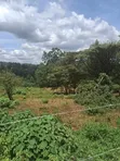 Ruaka Commercial Land for Sale - 100x100 & 100x200 on Limuru Road - 5