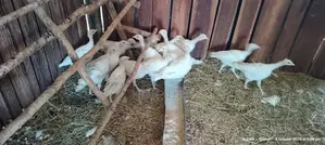 Royal Palm Turkey Poults - 7 Weeks Old
