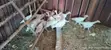 Royal Palm Turkey Poults - 7 Weeks Old - 1