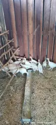 Royal Palm Turkey Poults - 7 Weeks Old - 2
