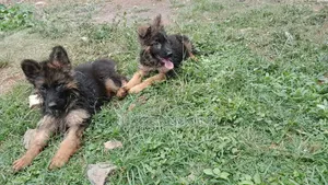 1-3 Month Male Purebred German Shepherd Puppy