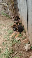 Mbwa wa Kijerumani Mwenye Safi wa Kiume wa Miezi 1-3 - 2