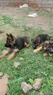 Mbwa wa Kijerumani Mwenye Safi wa Kiume wa Miezi 1-3 - 3