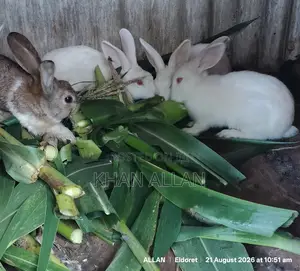 Young Rabbits for Sale