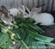 Young Rabbits for Sale - 1