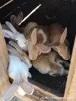Young Rabbits for Sale - 2
