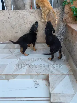 Purebred German Shepherd Puppy (3-6 Months)