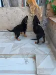 Mbwa Mwana wa German Shepherd Safi (Miezi 3-6) - 1
