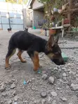 Mbwa Mwana wa German Shepherd Safi (Miezi 3-6) - 4