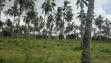 Eneo la Prime la Eka 12 Linauzwa Kilifi Tezo - 4