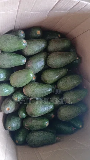 Fuerte Avocados